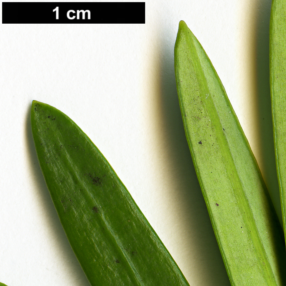 High resolution image: Family: Podocarpaceae - Genus: Podocarpus - Taxon: macrophyllus